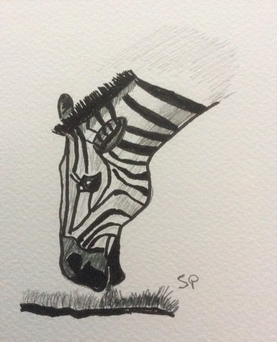 Sandra P, Zebra.